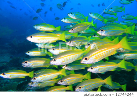 金森蜘蛛群死了 金森蜘蛛群死了 12744244