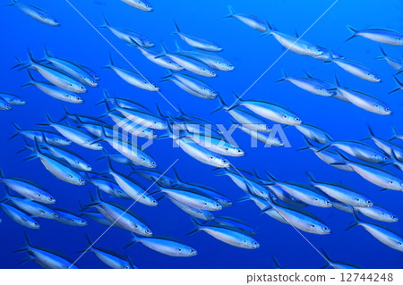 魚流 魚流 12744248