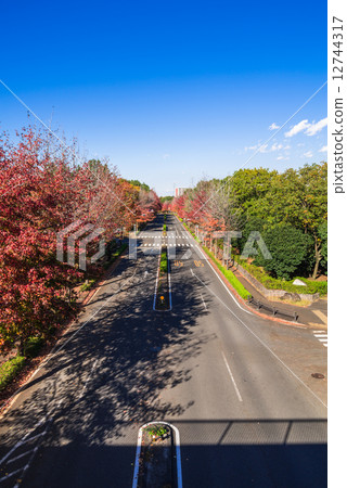 Autumn leaves road Autumn leaves road 12744317