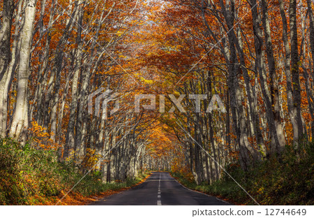 布納街的秋天 布納街的秋天 12744649