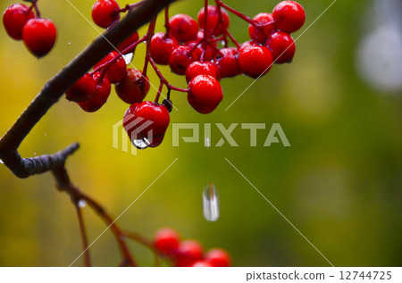 Red fruit of Nanakamado Red fruit of Nanakamado 12744725