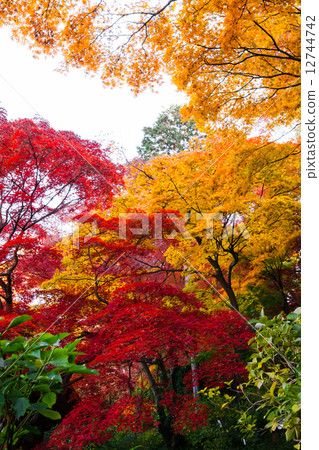 紅色和黃色的楓樹 紅色和黃色的楓樹 12744742