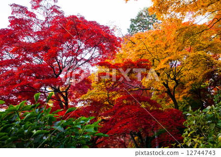 紅色和黃色的楓樹 紅色和黃色的楓樹 12744743