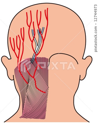 Occipital region Occipital region 12744973