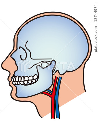 Skull side Skull side 12744974