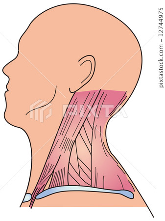 Neck muscle Neck muscle 12744975