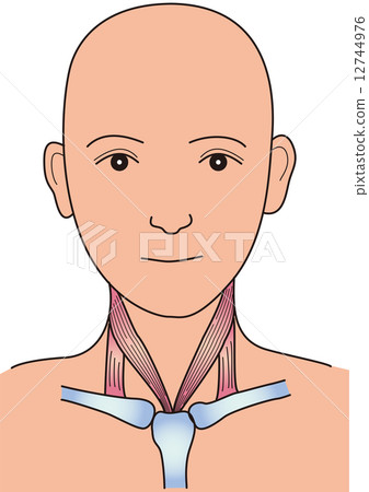 Structure of neck muscle 12744976