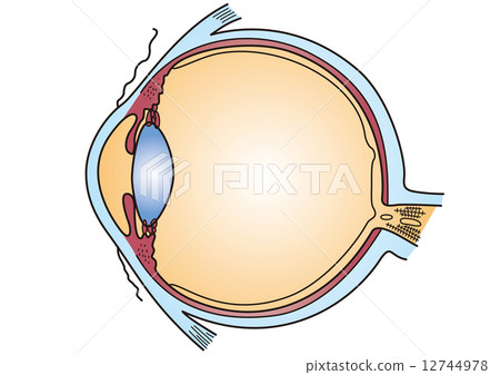 Structure of eye 12744978