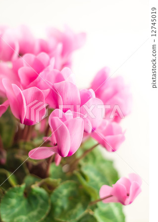 仙客來 仙客來 12745019