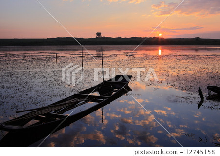 晨光Watari玫瑰盆地 12745158