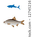 Vector fish and shark silhouette 12745216