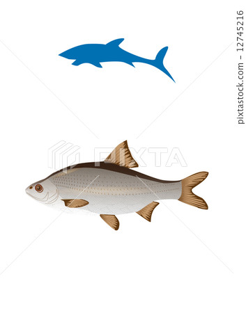 Vector fish and shark silhouette 12745216