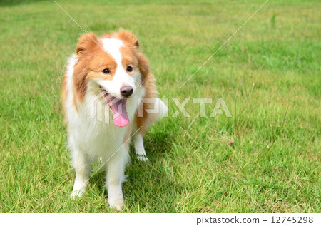 Hey ♪ Hey ♪ 12745298