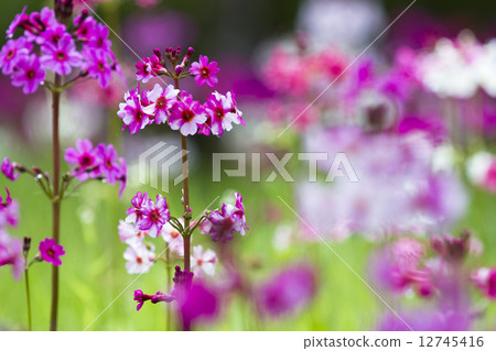 Nine-wheeled grass 12745416