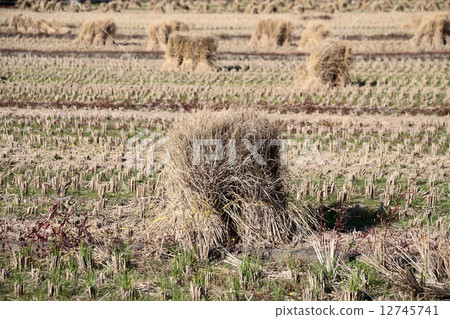 Rice straw Rice straw 12745741