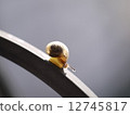 snails  12745817