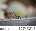 snails  12745818