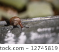 snails  12745819