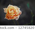 rose	 12745820