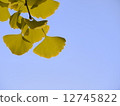 Ginkgo biloba 12745822