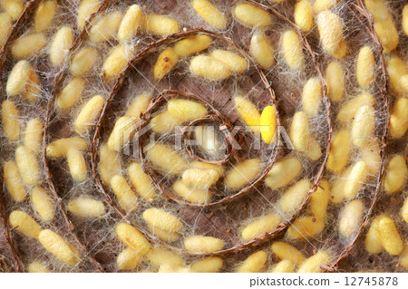 silk worms 12745878