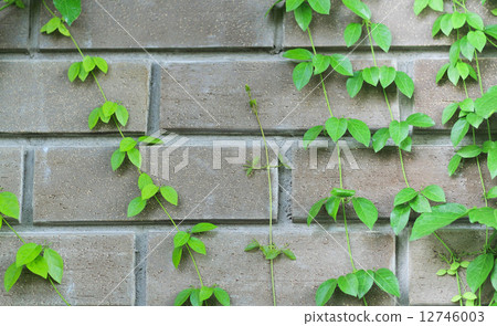 The Green Creeper Plant 12746003