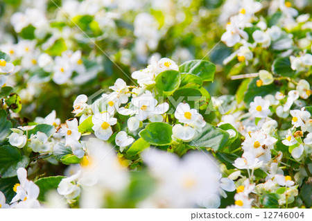 Torenia or Wishbone flowers in the garden 12746004