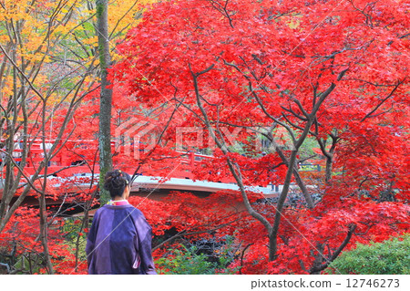 Kimono and beautiful autumn leaves 12746273
