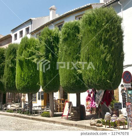 beautiful trees on the streets in Ronda, Spain 12747078