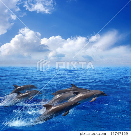 Dolphin jumping Dolphin jumping 12747169