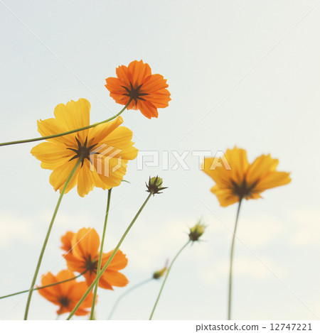 Yellow blossom flowers with retro filter effect Yellow blossom flowers with retro filter effect 12747221