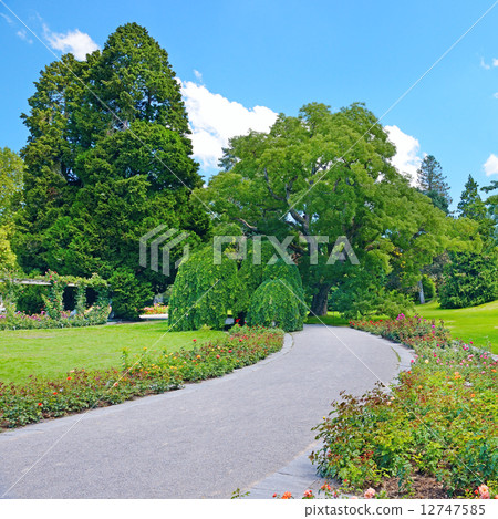 beautiful flowers and trees in the park beautiful flowers and trees in the park 12747585