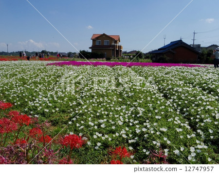  花園 12747957