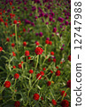 千日紅 12747988