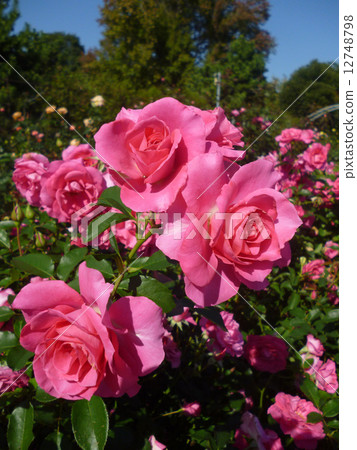 rose	 rose	 12748798