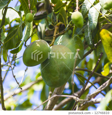 Green mango on tree in garden. 12748810