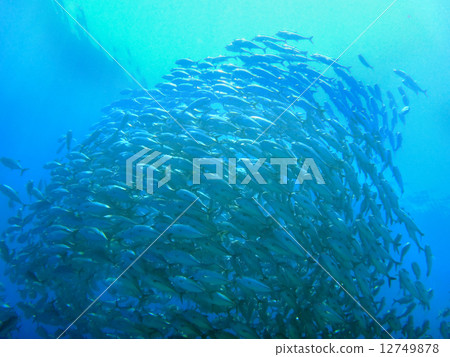 銀杏魚學校05 12749878