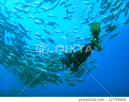 Ginkgo's fish school 01 Ginkgo's fish school 01 12749906