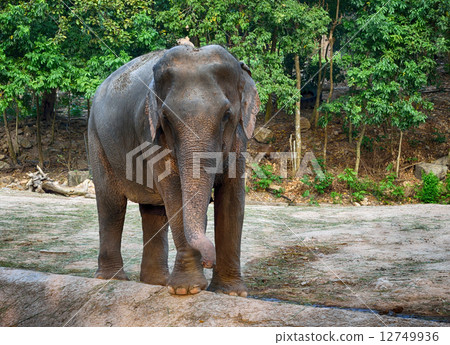 Elephant 12749936