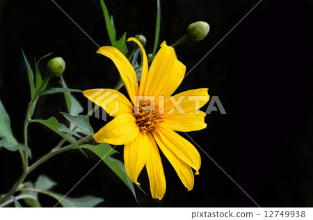 Mexican sunflower weed 12749938