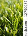 Sprout 12750087