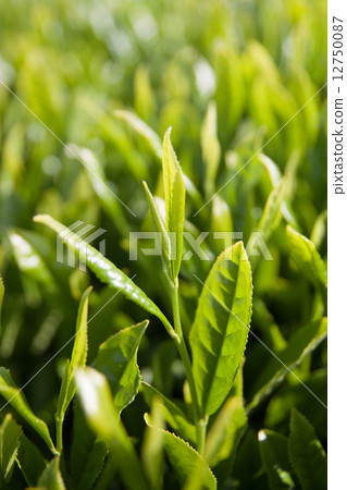 Sprout 12750087