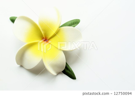 Plumeria Plumeria 12750094