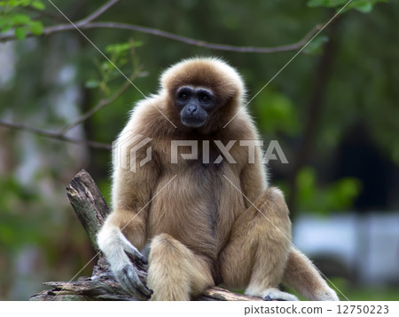 Lar Gibbon. 12750223