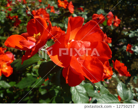 rose rose 12750257