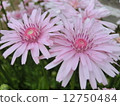Momokoro dandelion 12750484