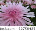 Momokoro dandelion 12750485