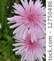 Momokoro dandelion 12750486