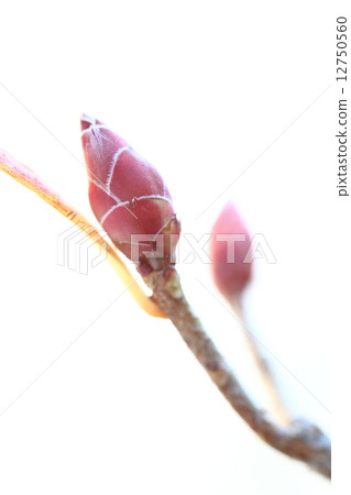 Winter bud 12750560