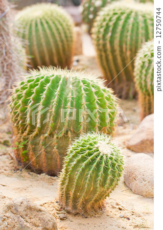 Golden ball cactus. 12750744
